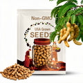 5 Tamarind Tree Seeds (Tamarindus indica) Tropical Fruit Plant for Garden, Bonsai, Patio, Ornamental