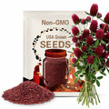 Clover, Red | 200 Seeds | Medicinal | Culinary | Ground Cover | Non GMO | Trifolium pratense