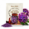 Deep Purple Hydrangea Flower Perennial 5 Seeds