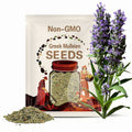 Greek Mullein (Verbascum olympicum) SEEDS